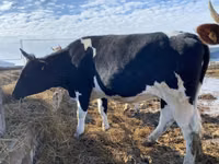 母牛, Russian Black pied cattle — 照片 3