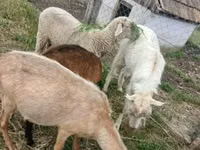 Ram, Merino sheep — photo 1