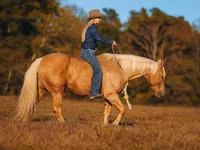 Hengst, Quarter Horse — Foto 3