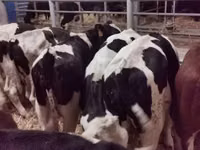 Bull, Red-spotted breed — photo 4