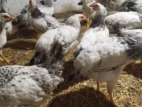 Chickens — फ़ोटो 1