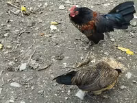 Chickens — الصورة 2