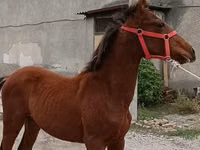 Hengst, Budyonny horse — Foto 1
