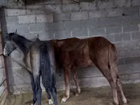 Hengst, French Trotter — Foto 1