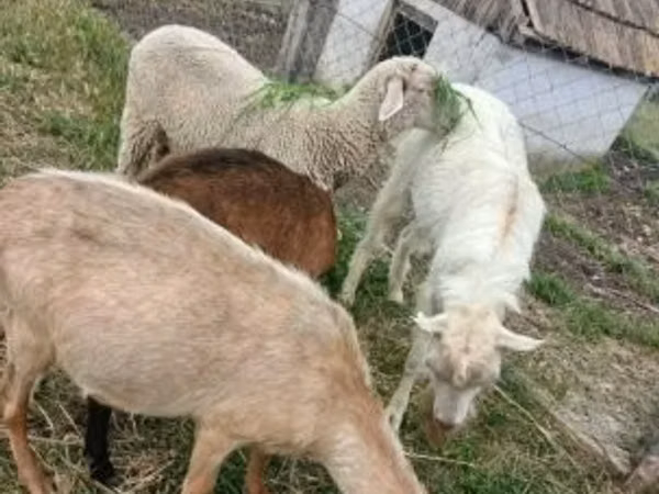 Ram, Merino sheep
