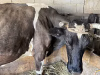 गाय, Swiss cattle — फ़ोटो 4