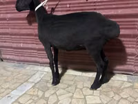 Sheep (batch, sex not specified), Sheep — photo 1