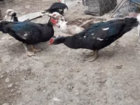 Ducks — الصورة 5