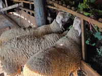公羊, Lacaune sheep — 照片 3