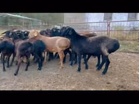 公羊, Sheep — 照片 3