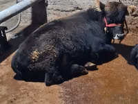 ثور, Swedish red cattle — الصورة 3