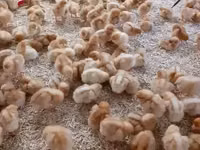 رود آيلاند ريد — الصورة 7