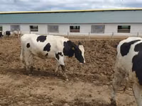 Kuh, Russian Black pied cattle — Foto 3