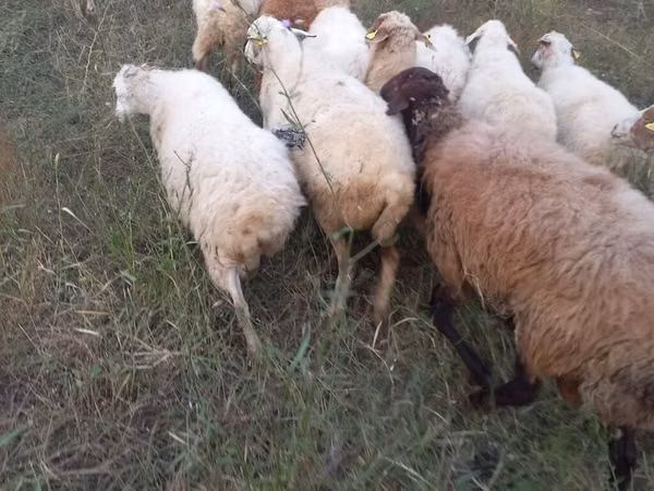 Sheep, Sheep