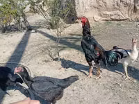 Chickens — 照片 7