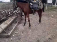 Stute, Karabakh horse — Foto 1
