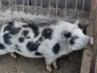 Boar — photo 1