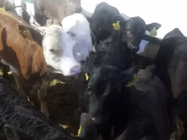 牛只（批次，未指定性别）, Cattle