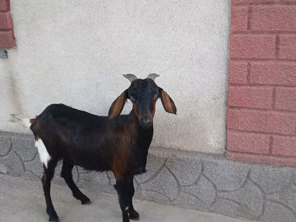 Goat, Nubian Goat