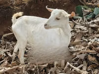 बकरी, बकरियाँ — फ़ोटो 7