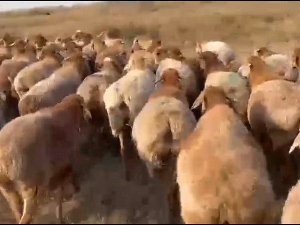 Sheep (batch, sex not specified), Arashan sheep