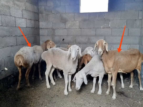 Schaf, Katum sheep