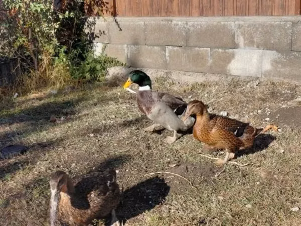 Руан