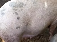 Pigs (batch, sex not specified) — photo 1
