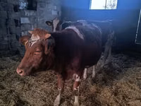 بقرة, Simmental cattle — الصورة 6