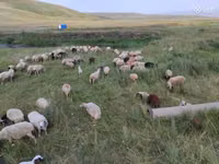 نعجة, Balbas sheep — الصورة 4