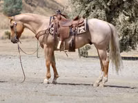 حصان, Quarter Horse — الصورة 4