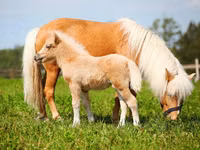 Hengst, American shetland pony — Foto 2