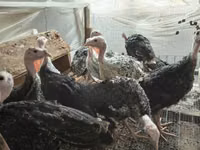 Turkeys — photo 2