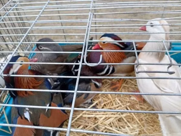 Ducks