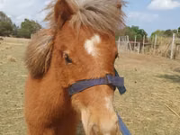 Hengst, Miniature horse — Foto 3
