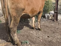 गाय, मवेशी — फ़ोटो 8