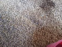 Grîu orz tărîță grăunțe — 照片 2