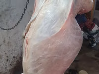 मेढ़ा, Adal sheep — फ़ोटो 8