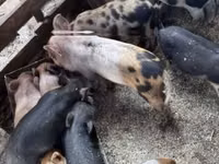 Pigs (batch, sex not specified), Pigs — photo 5
