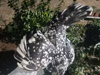 Chickens — Foto 7
