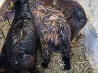 Billy Goat, Goats — photo 1
