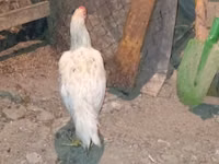 Chickens — 照片 3