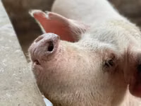 Schweine (Partie, Geschlecht nicht angegeben), Schweine — Foto 3