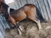 Hengst, Altai horse — Foto 1