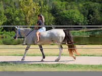 Yegua, Skyros Pony — foto 6
