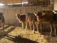 Cow, Swiss cattle — photo 3