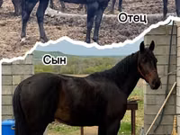 公马, Karachay horse — 照片 4