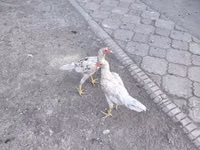 Shamo chickens — photo 8