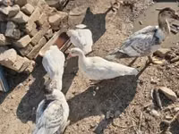 Ducks — الصورة 2