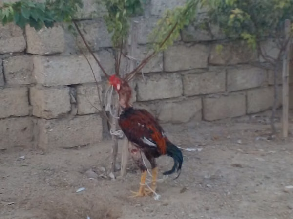 Chickens